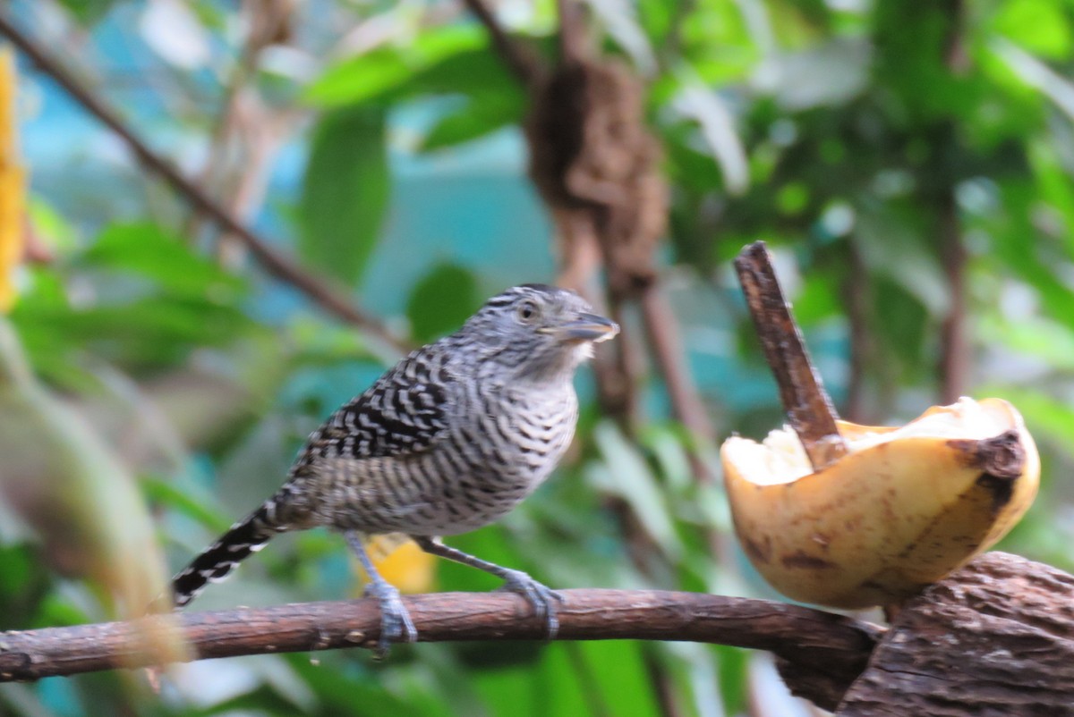 Barred Antshrike - ML169143011