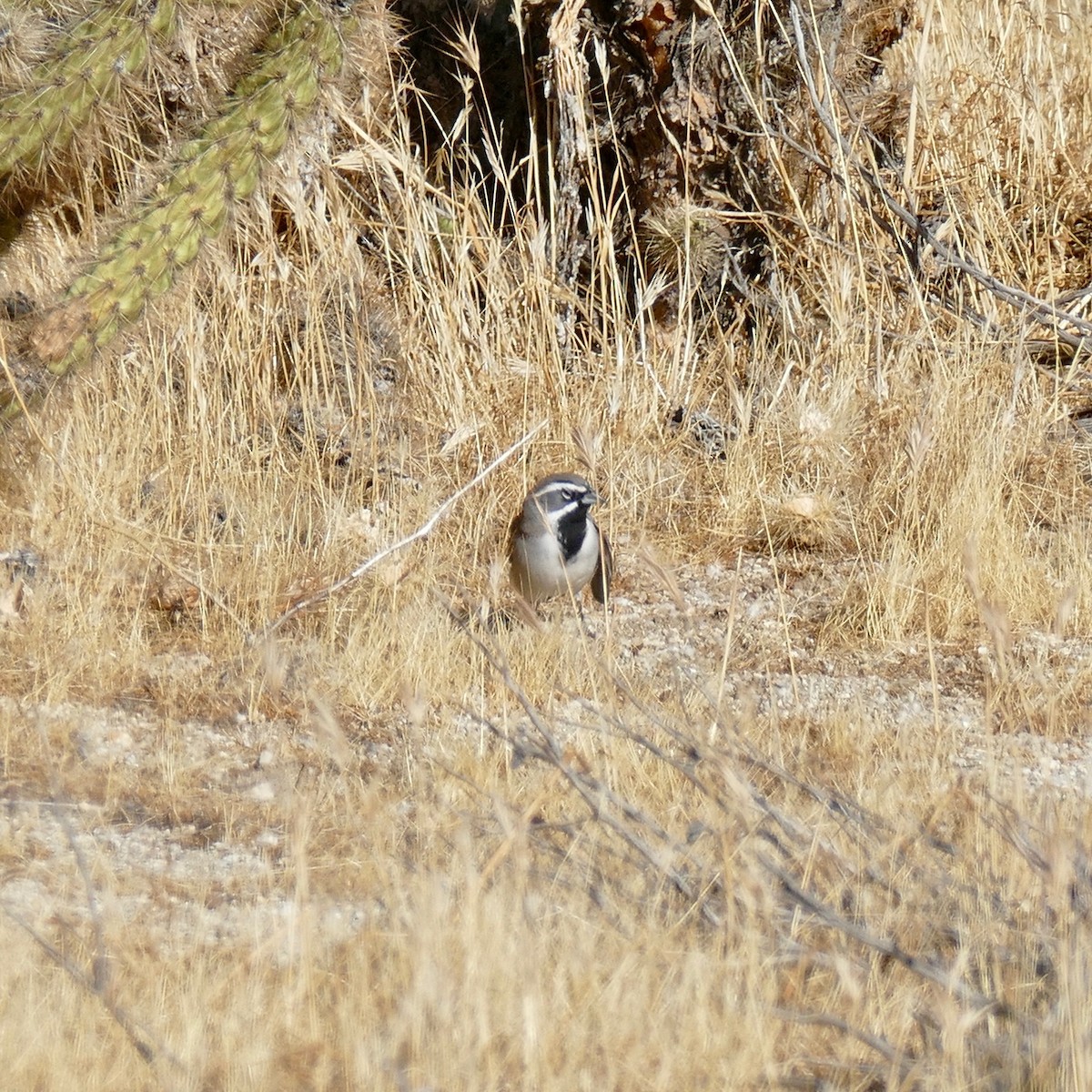 Black-throated Sparrow - ML169143481