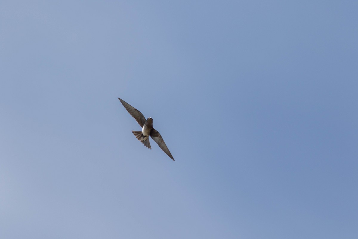 Golondrina Purpúrea - ML169143791