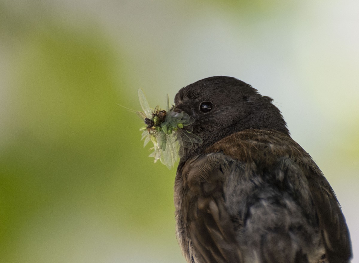 Dark-eyed Junco (Oregon) - ML169144391