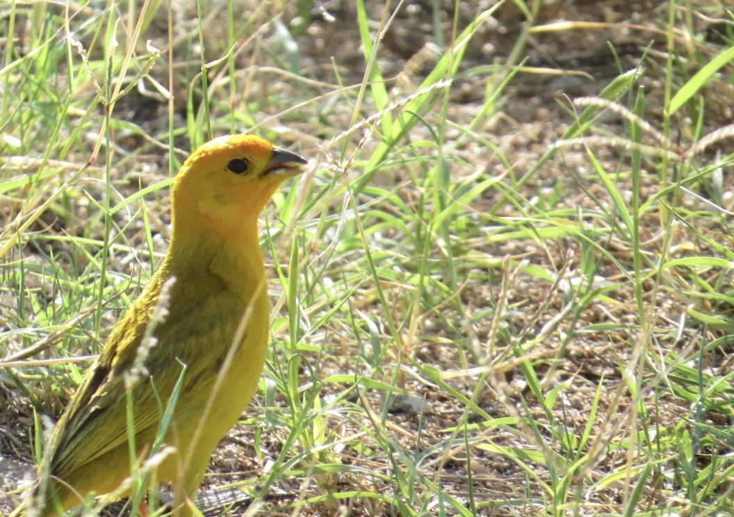 Saffron Finch - ML169144661