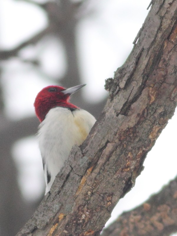 Red-headed Woodpecker - ML169146211