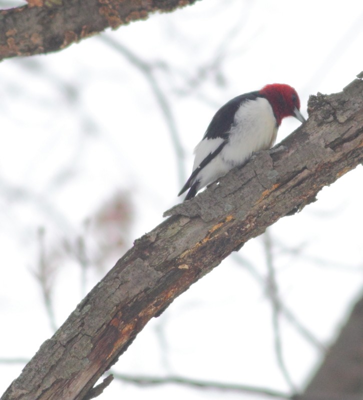 Red-headed Woodpecker - ML169146221