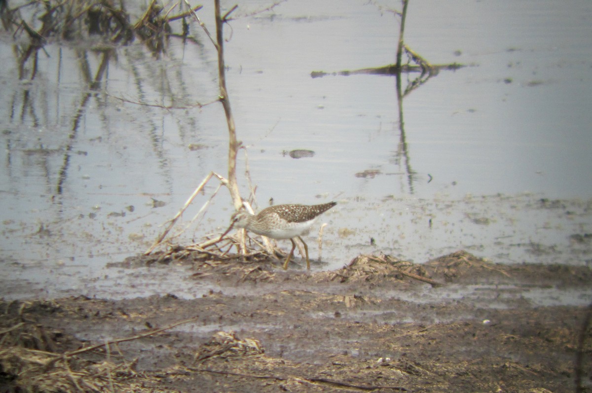 Wood Sandpiper - ML169147301