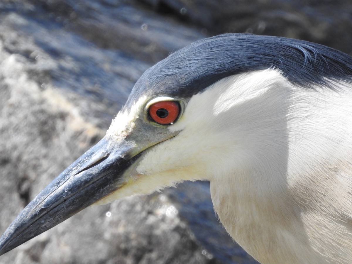 Black-crowned Night Heron - ML169149331