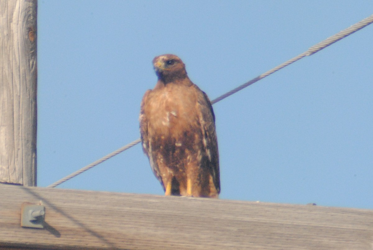 Red-tailed Hawk (calurus/alascensis) - Sean Cozart