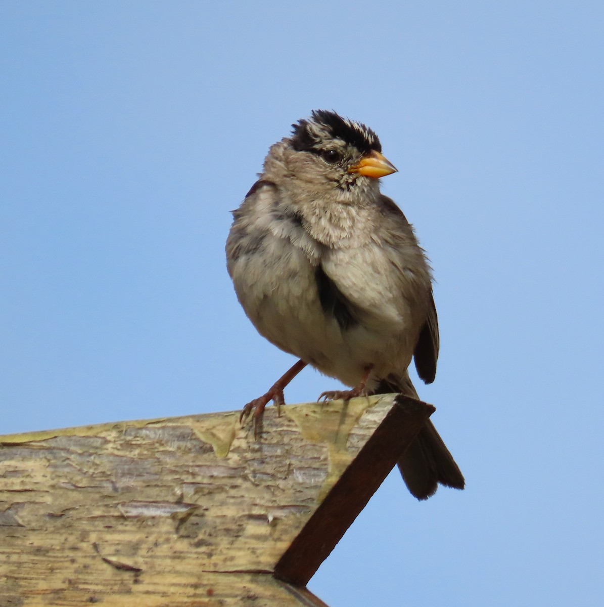 White-crowned Sparrow - ML169150481