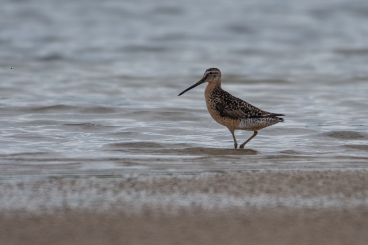 kortnebbekkasinsnipe - ML169151611