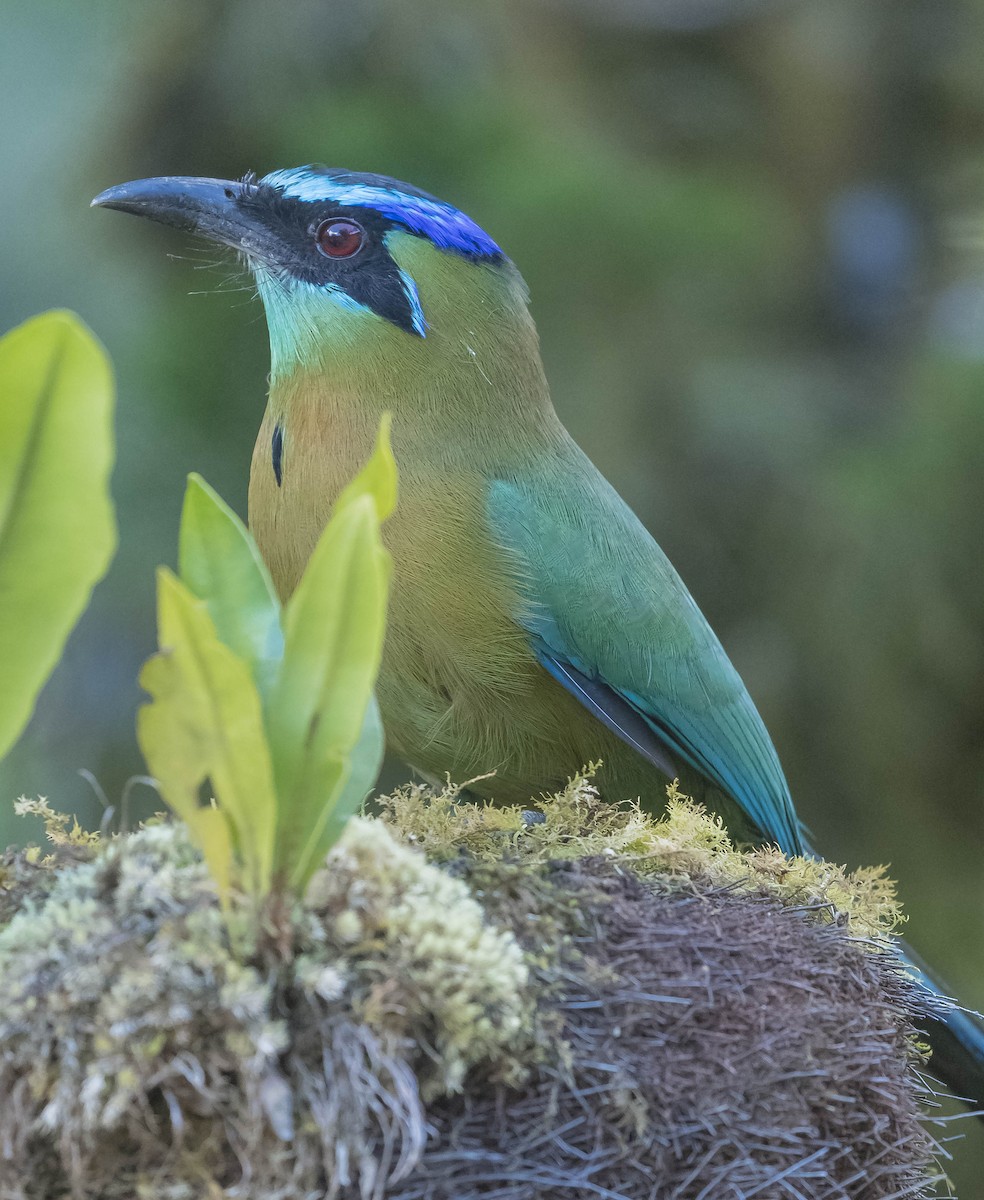 Lesson's Motmot - William Richards