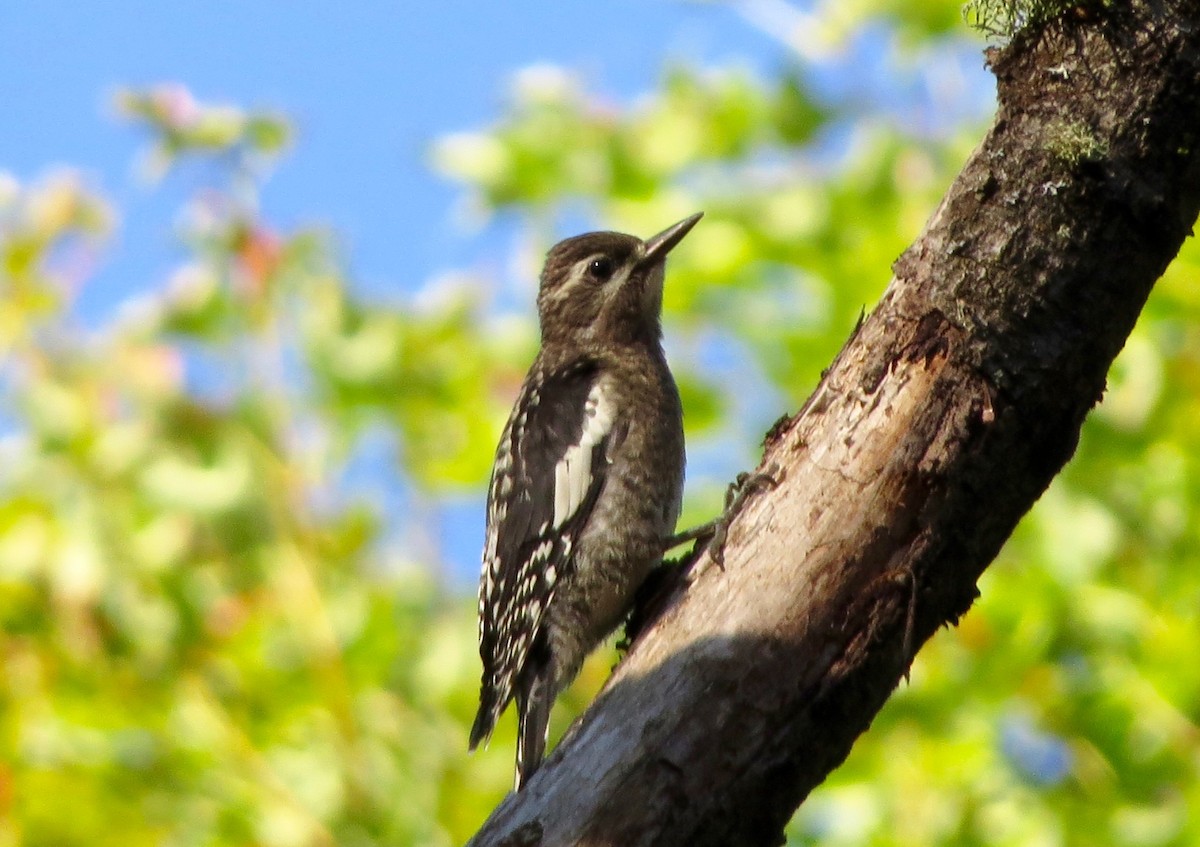 Yellow-bellied Sapsucker - ML169159601