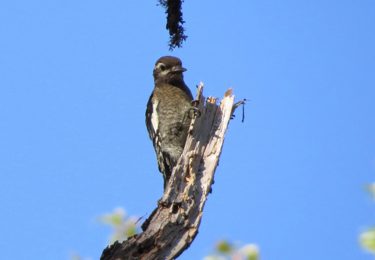 Yellow-bellied Sapsucker - ML169159701