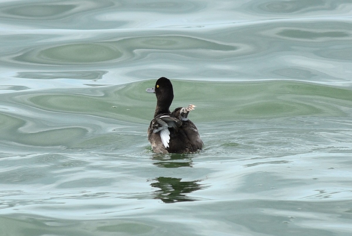 Lesser Scaup - Shawn Taheri