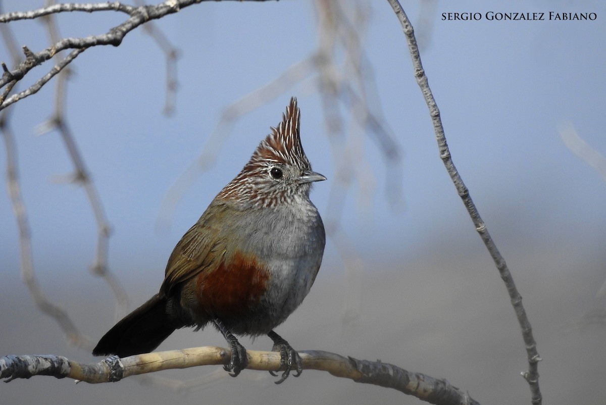 Schopftapaculo - ML169167601