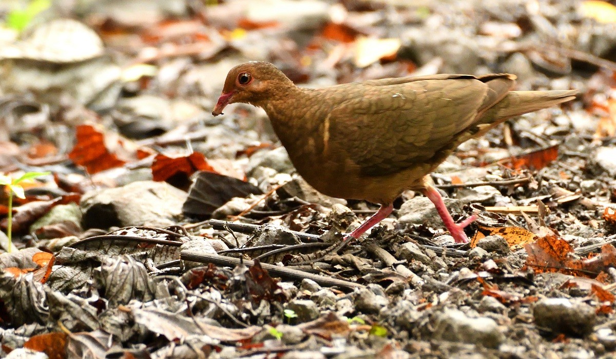 Ruddy Quail-Dove - ML169170161