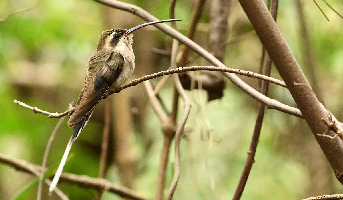 Mexican Hermit - ML169170981