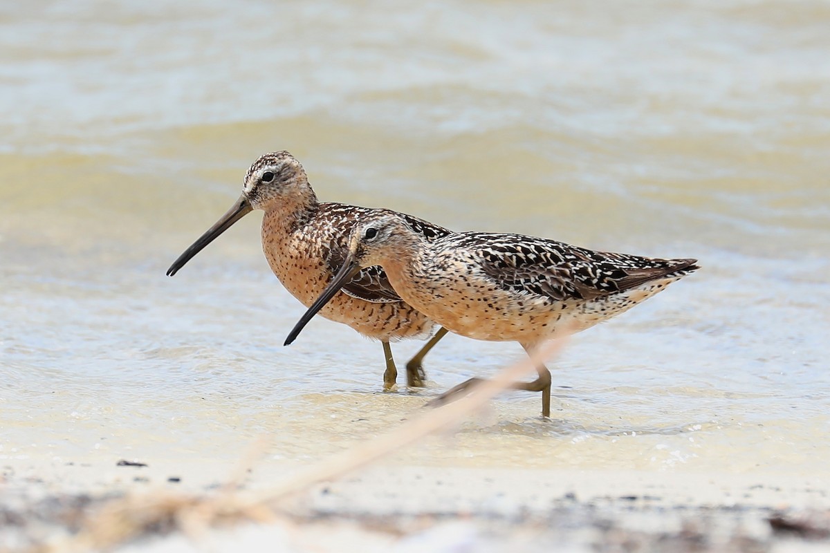 Short-billed Dowitcher - ML169171271