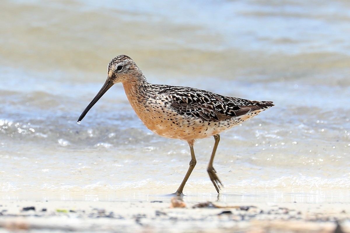 Short-billed Dowitcher - ML169171281