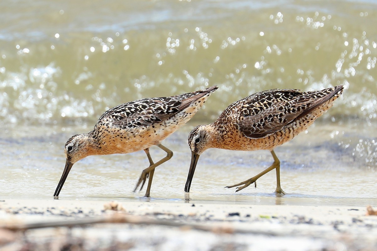 Short-billed Dowitcher - Peter Kyne