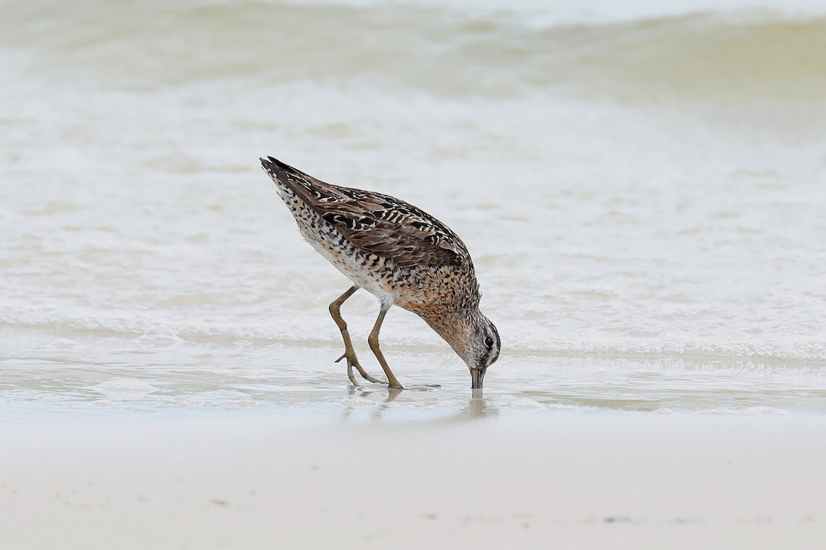 Short-billed Dowitcher - ML169172421