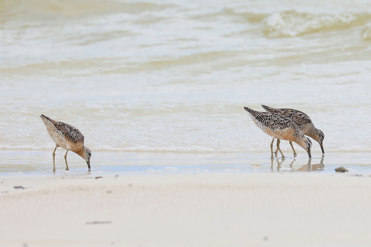 Short-billed Dowitcher - ML169172451