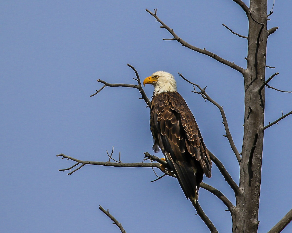 Bald Eagle - ML169172771