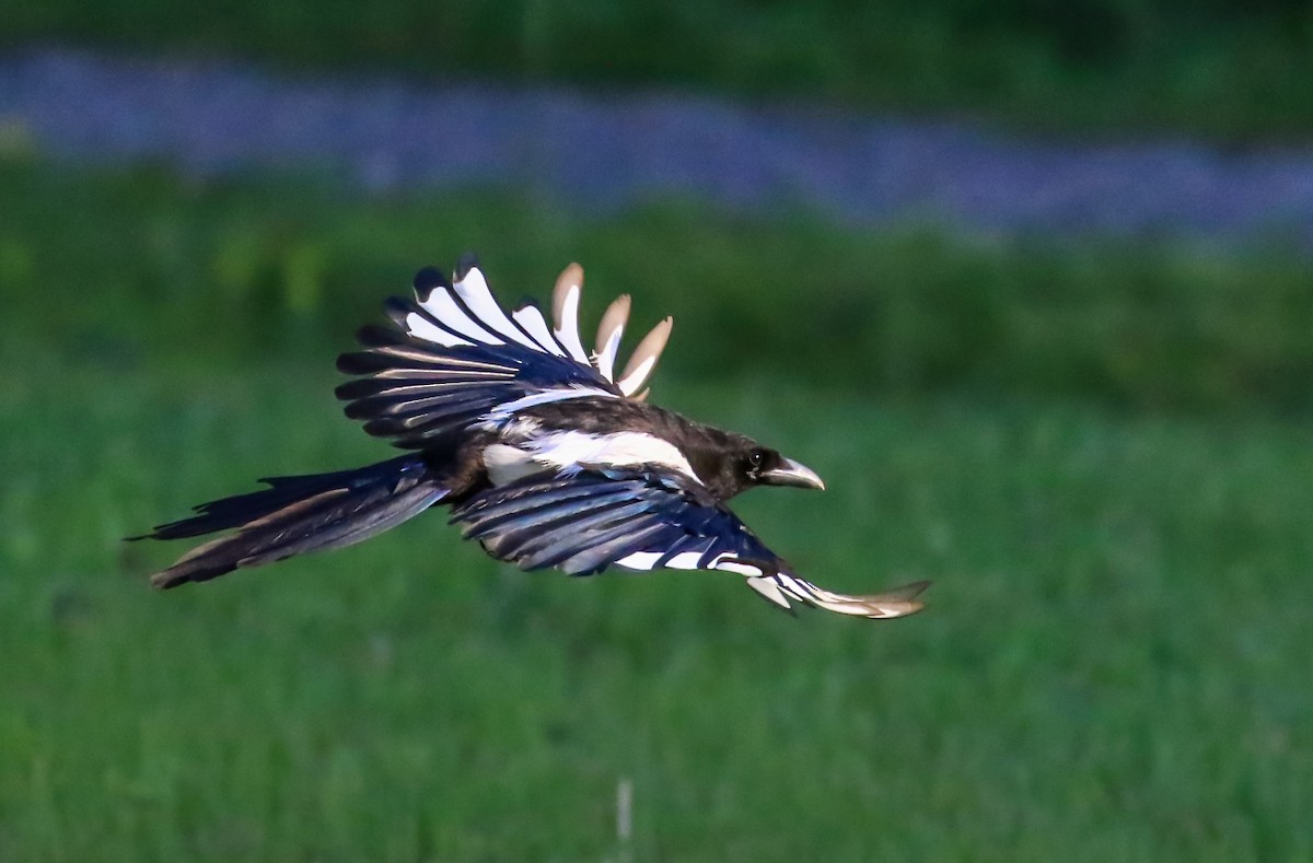 Black-billed Magpie - ML169172911
