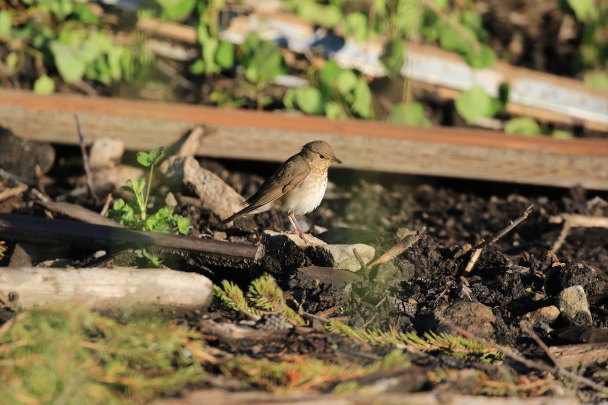 Swainson's Thrush - ML169173001