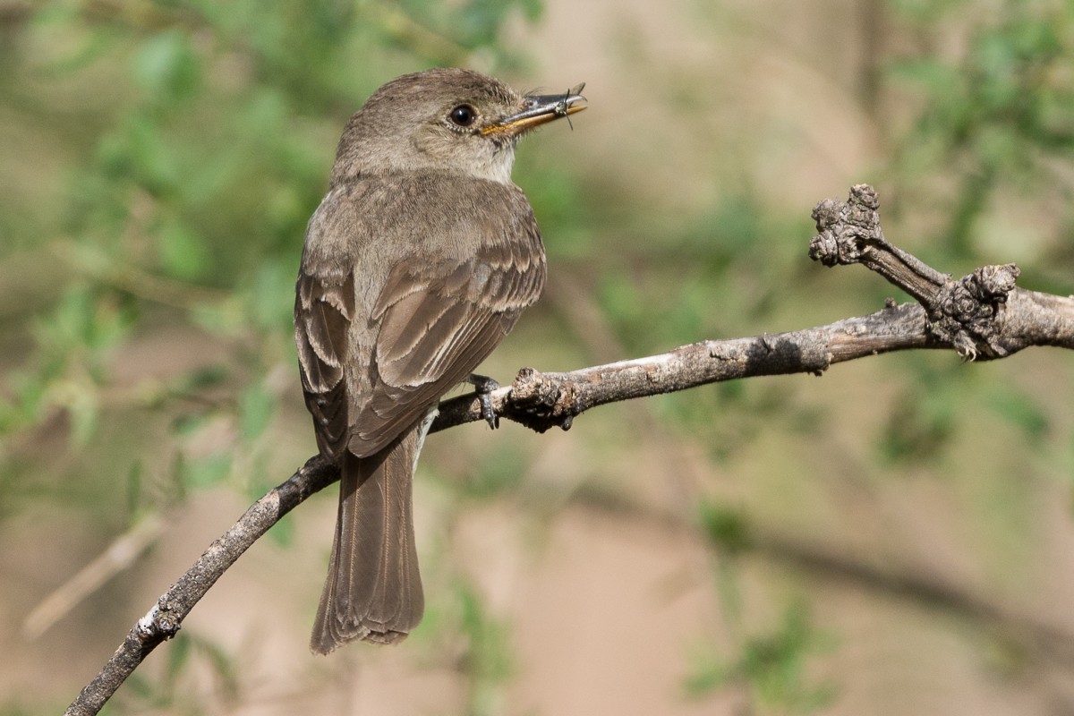 Western Wood-Pewee - Juan Miguel Artigas Azas