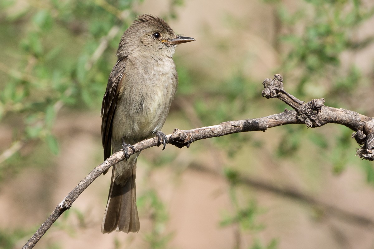 Western Wood-Pewee - ML169173101