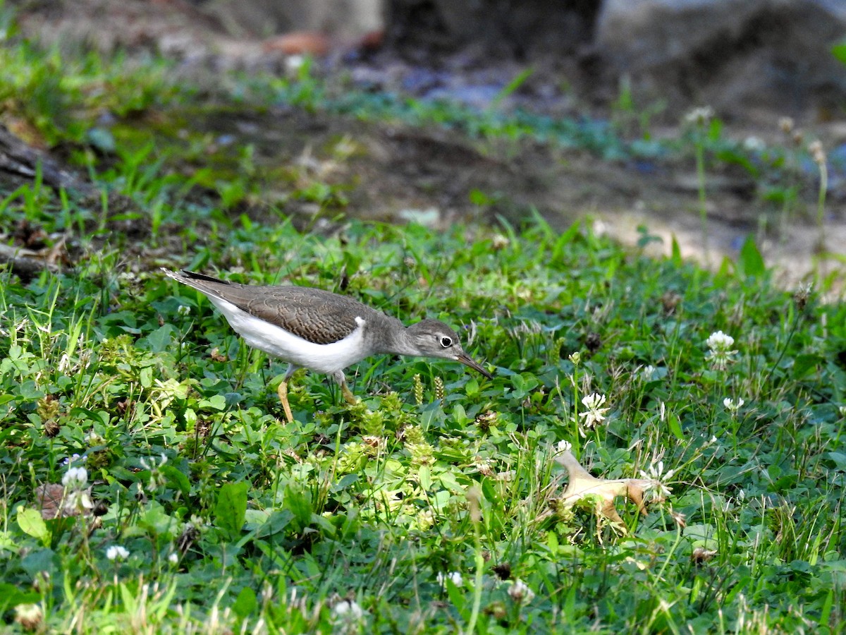 Spotted Sandpiper - ML169174381