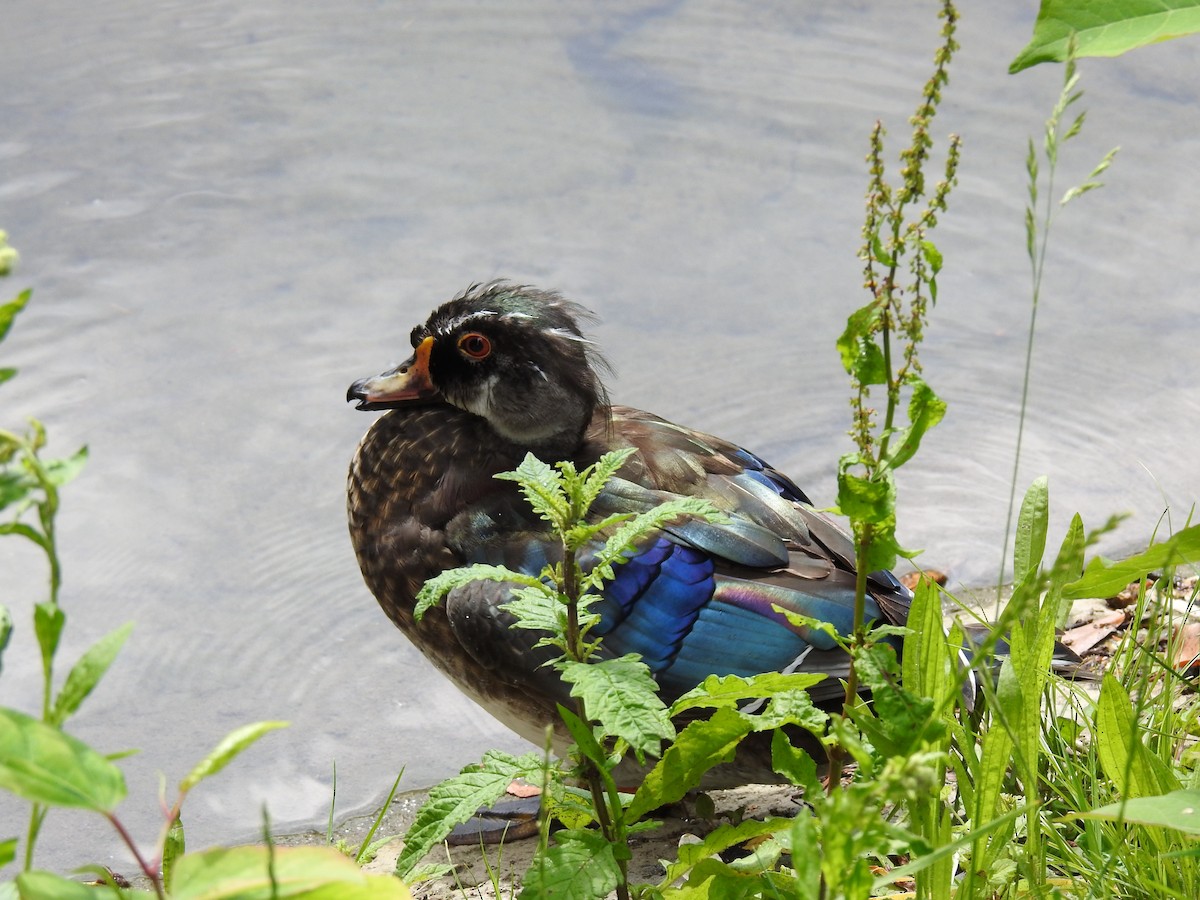 Wood Duck - Jorge Ellis