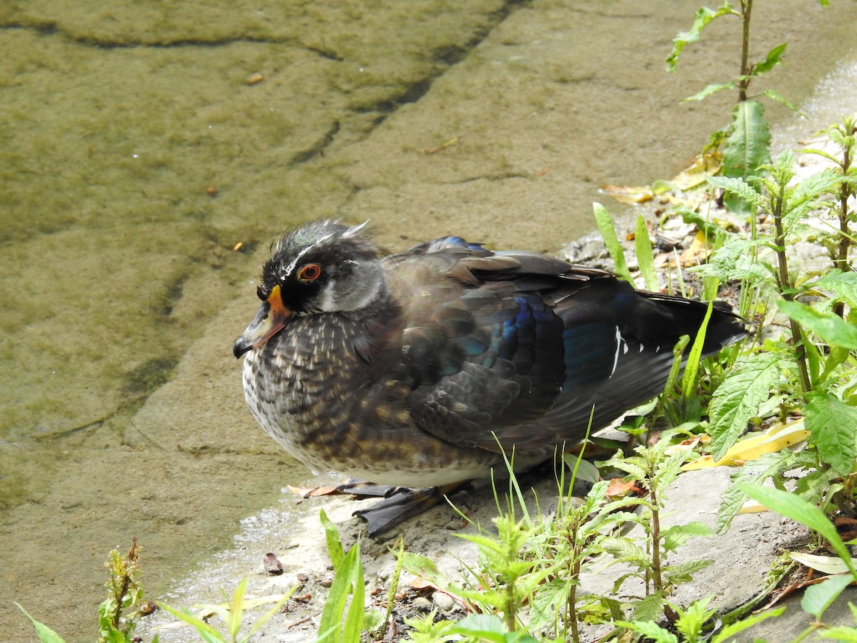 Wood Duck - Jorge Ellis