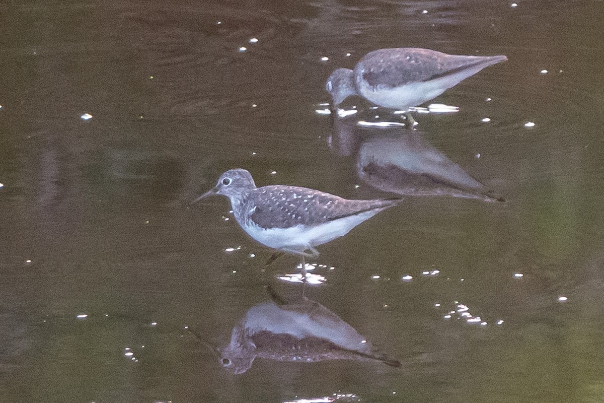 Einsiedelwasserläufer - ML169177931