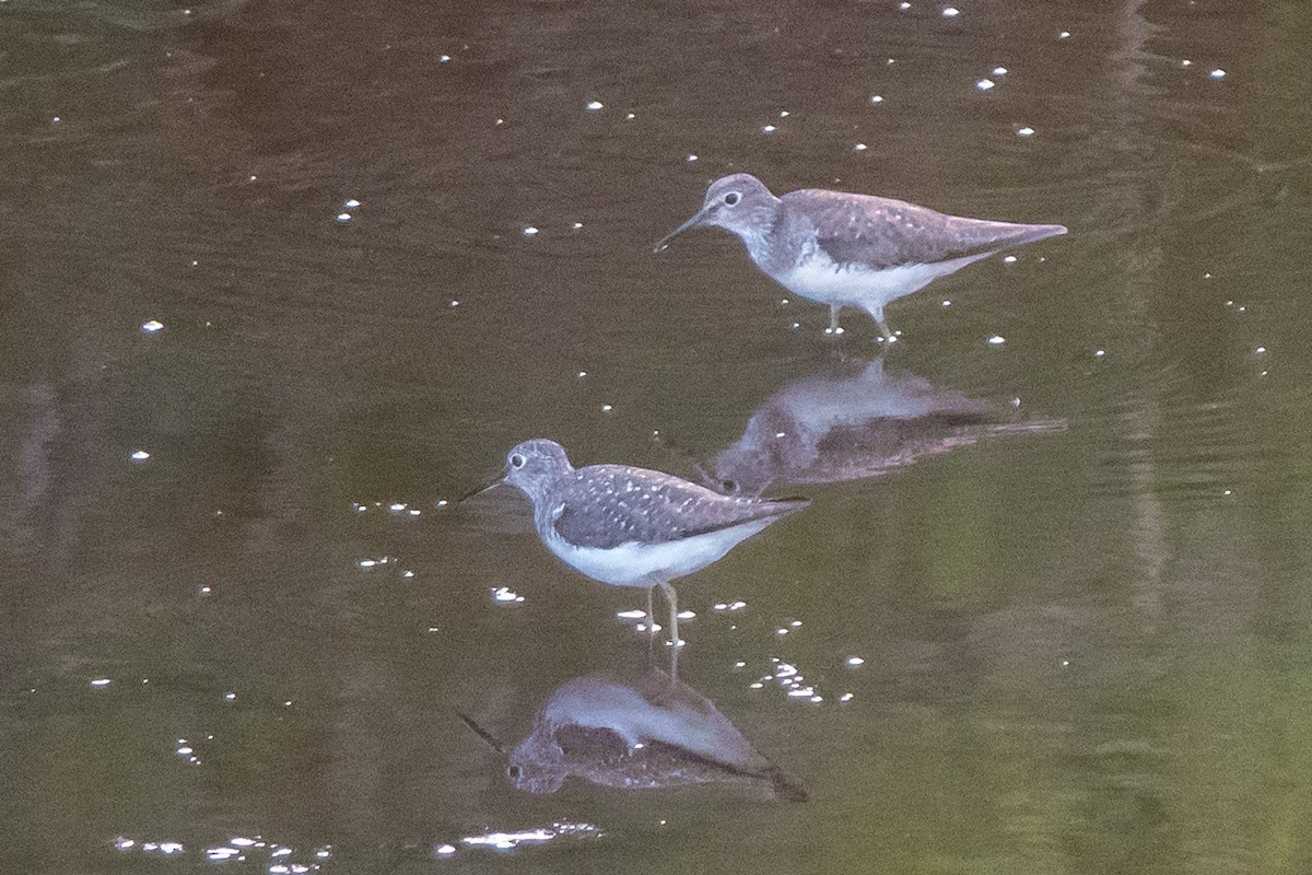 Einsiedelwasserläufer - ML169177941