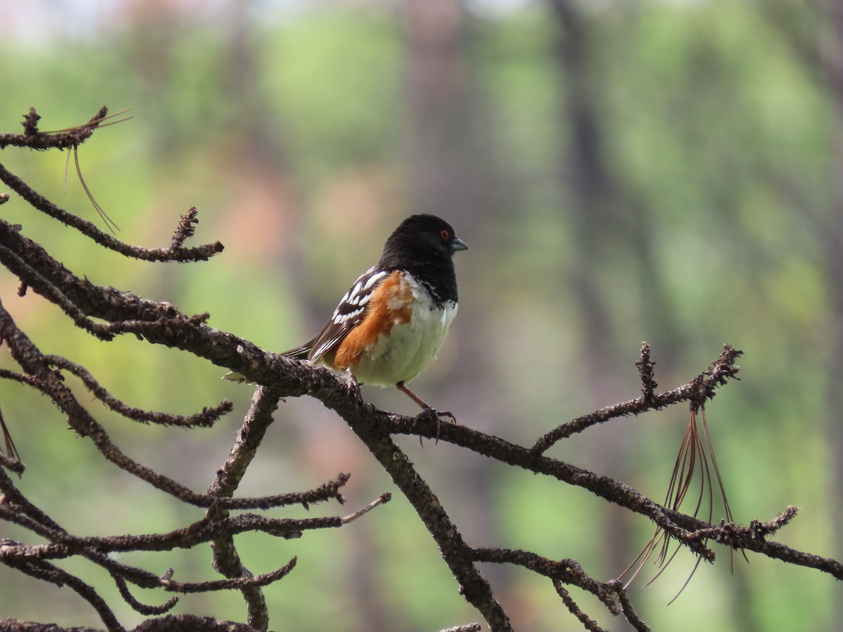 Spotted Towhee - ML169180941