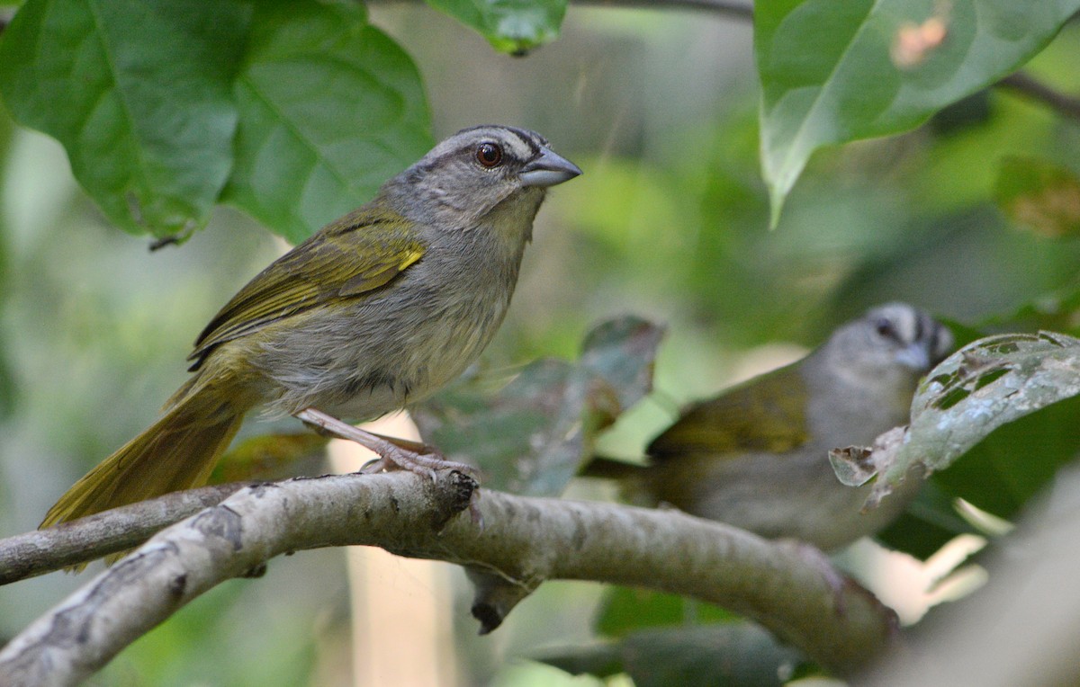 Green-backed Sparrow - Jorge Dangel