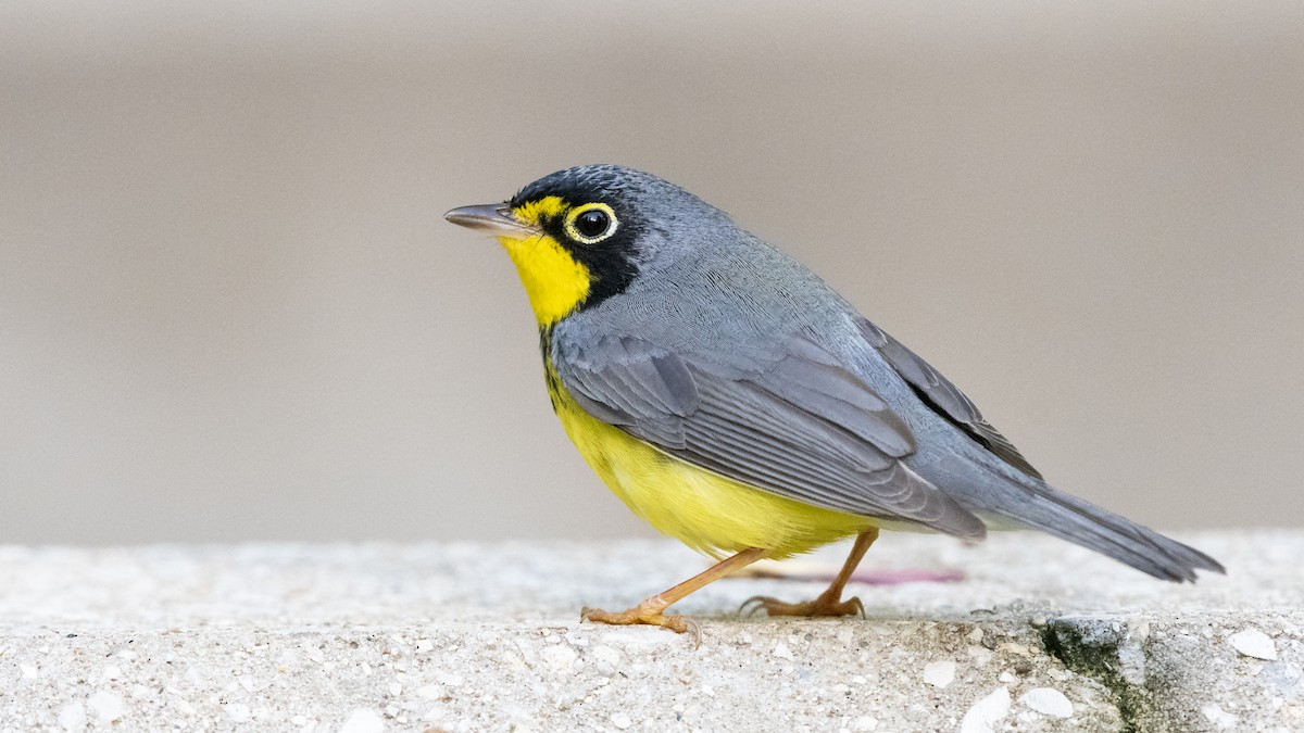 Canada Warbler - ML169181531