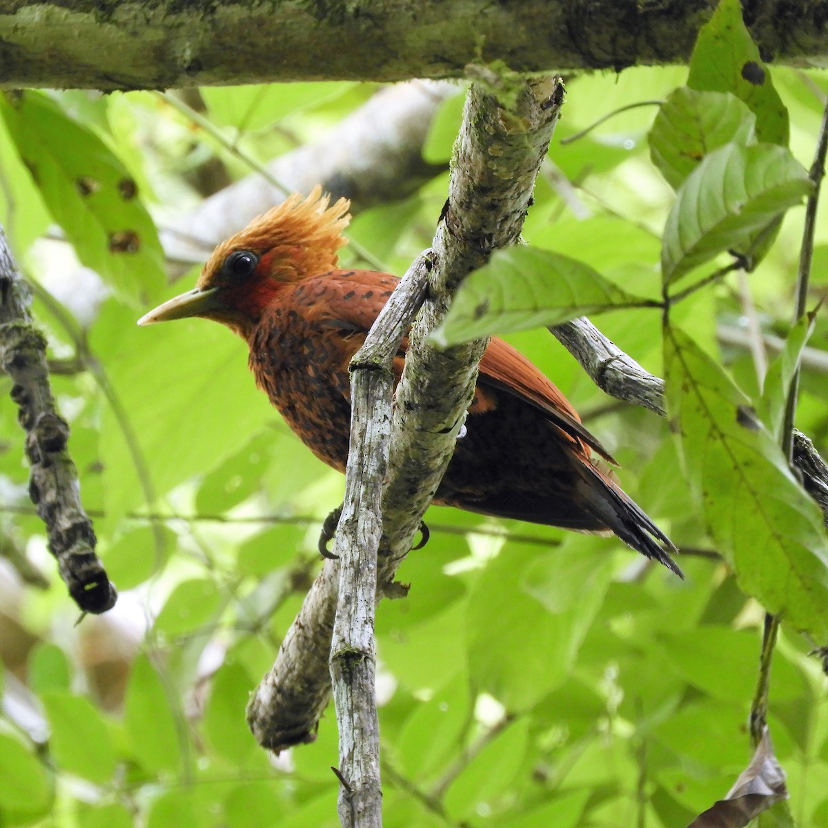 Chestnut-colored Woodpecker - ML169182471