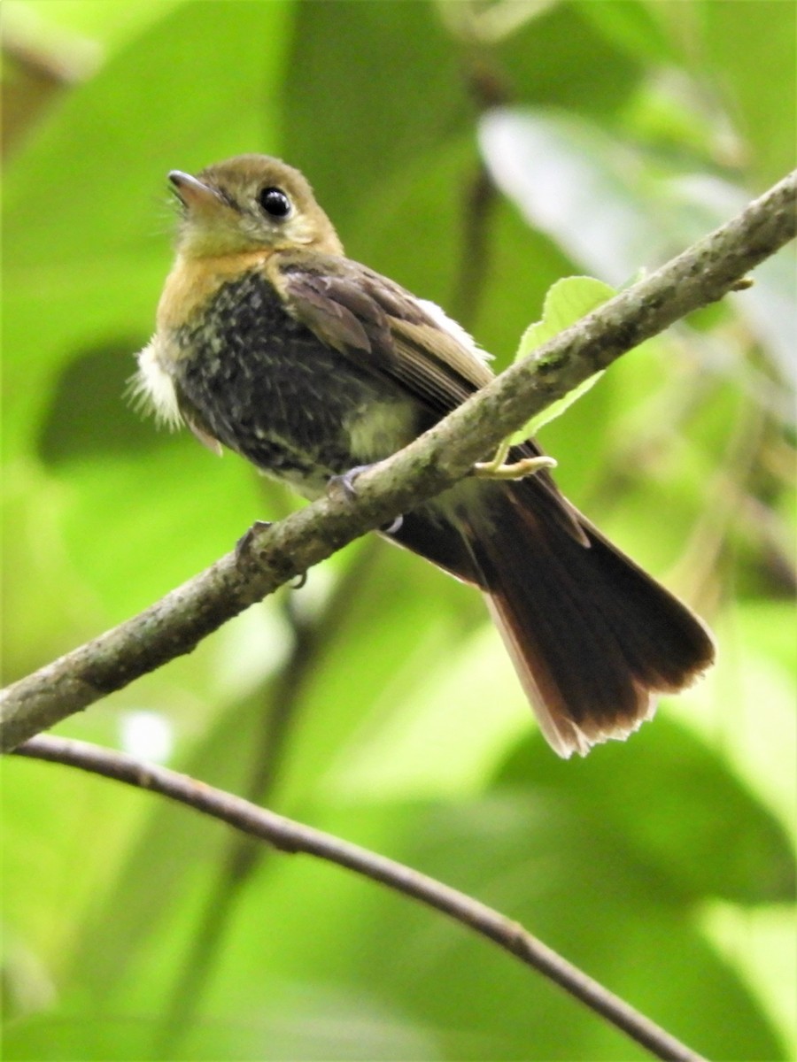 Sulphur-rumped Flycatcher - ML169183761