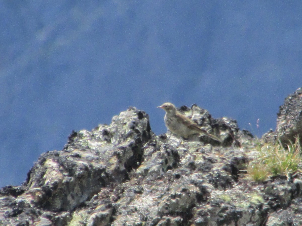 American Pipit - Daniel Donnecke