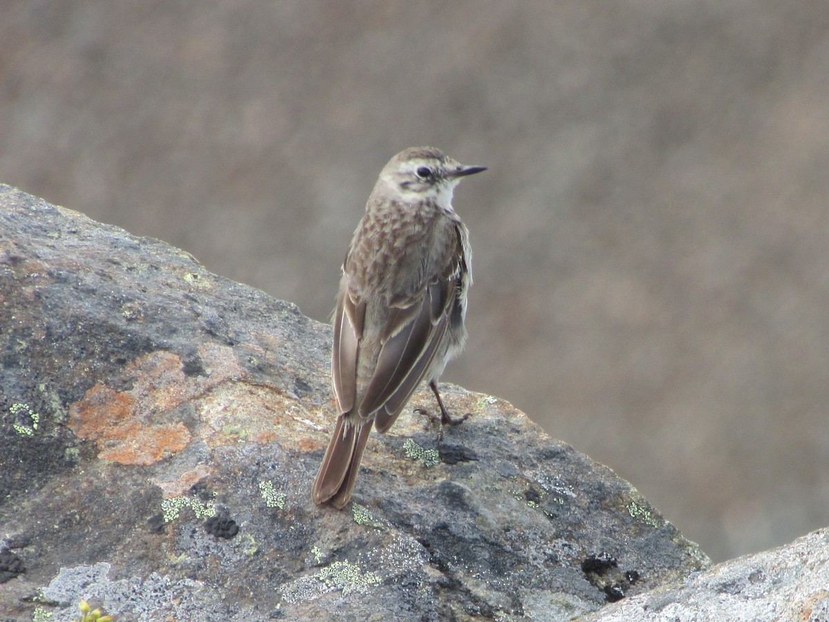 American Pipit - Daniel Donnecke