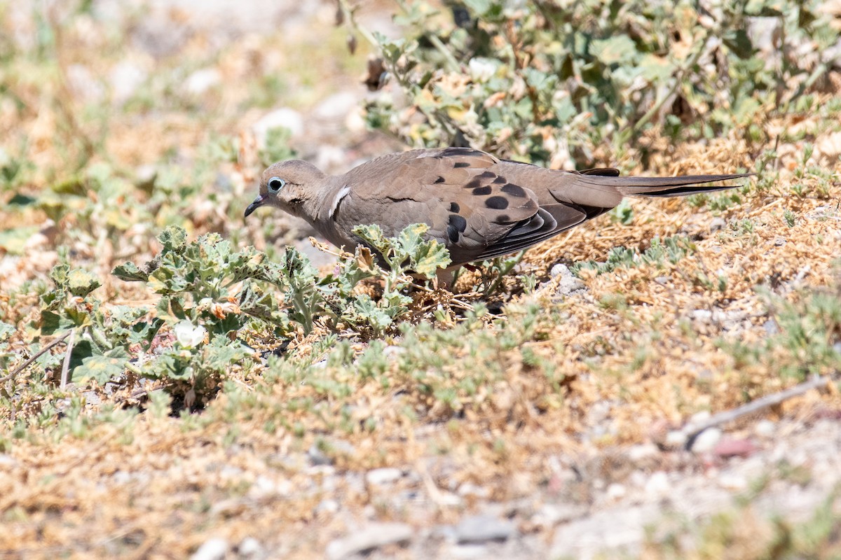 Mourning Dove - ML169185161