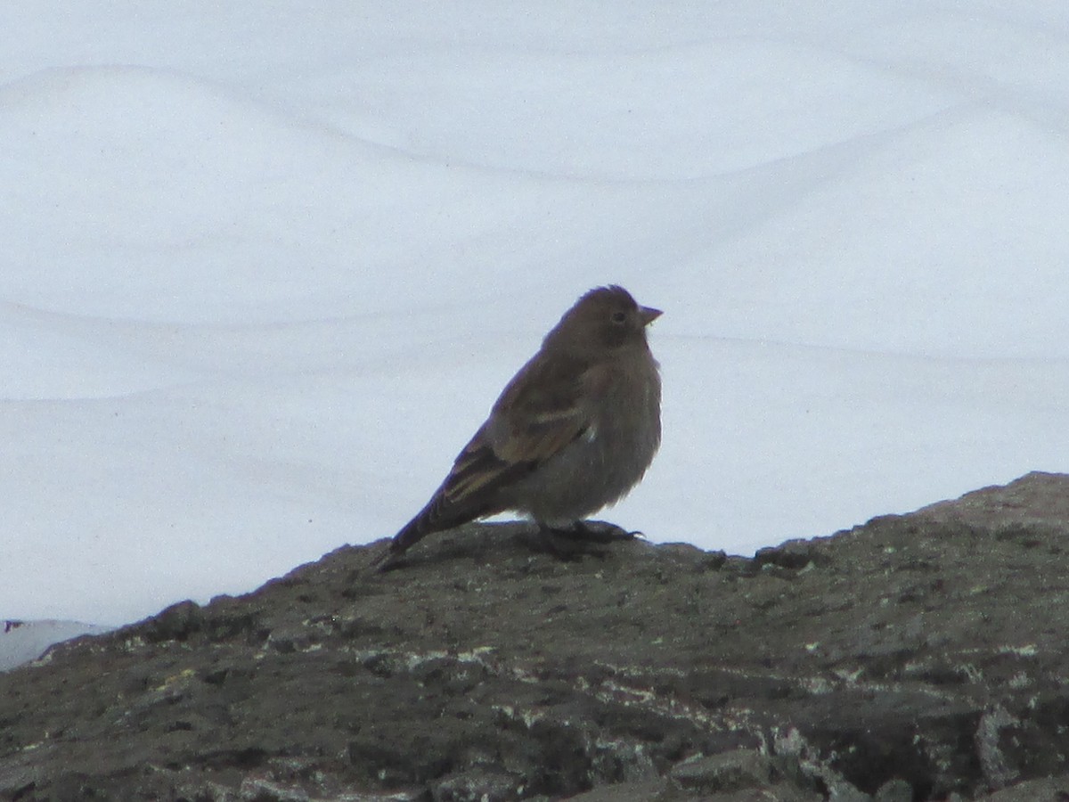 Gray-crowned Rosy-Finch - Daniel Donnecke