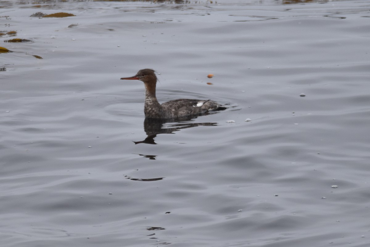 Red-breasted Merganser - ML169185591