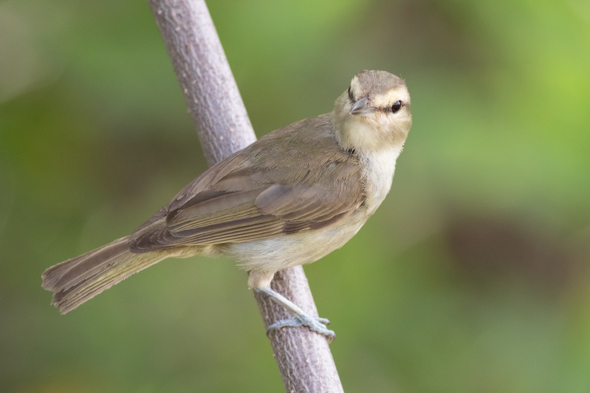 Yucatan Vireo - ML169186171