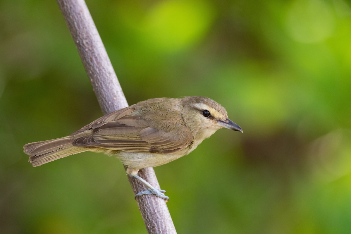 Yucatan Vireo - Francis Canto Jr