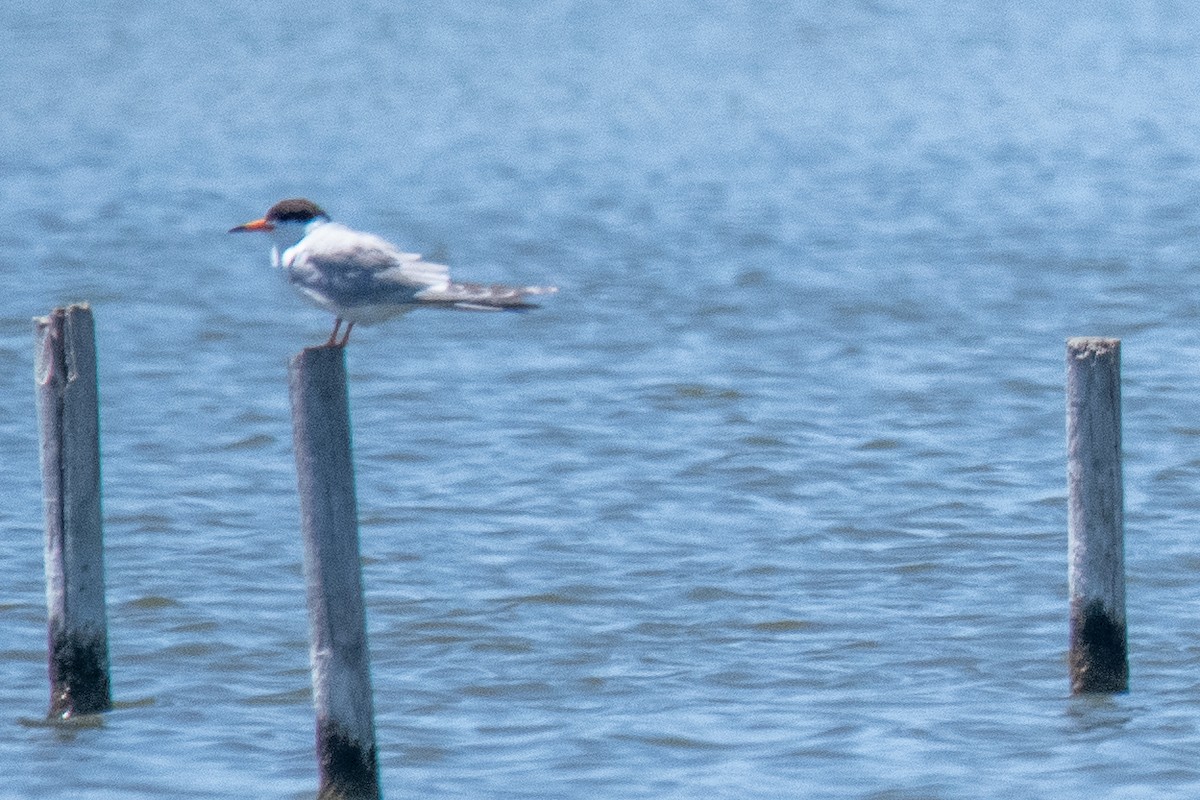 Forster's Tern - James McNamara