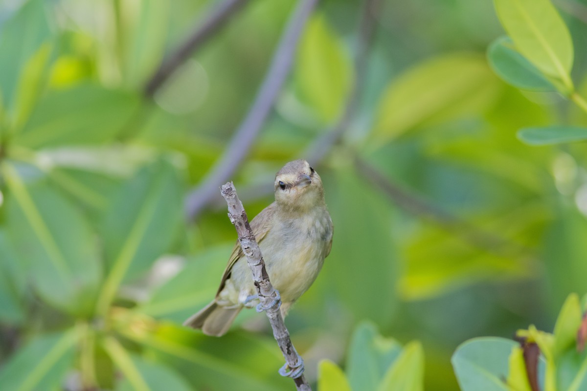 Yucatan Vireo - ML169186211