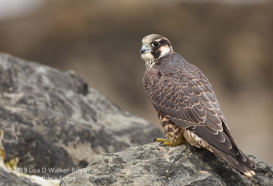 Peregrine Falcon (Tundra) - Lisa Walker-Roseman