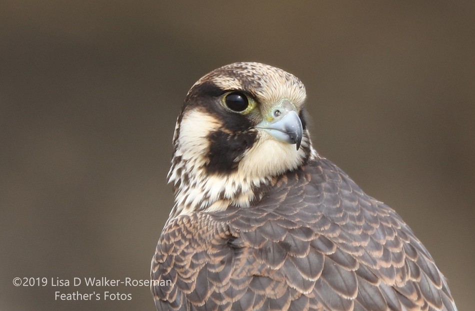 Peregrine Falcon (Tundra) - Lisa Walker-Roseman